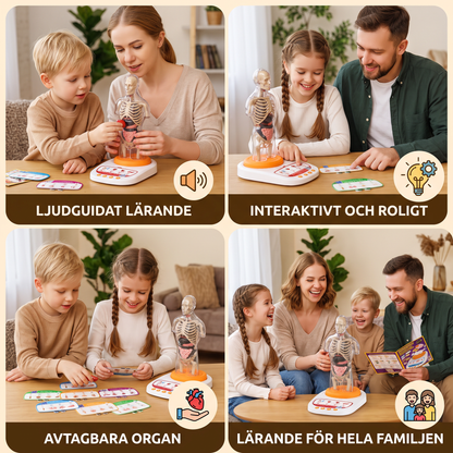 Interaktiv Anatomimodell med Talande Funktion, Avtagbara Organ och Ljudguidat Lärande