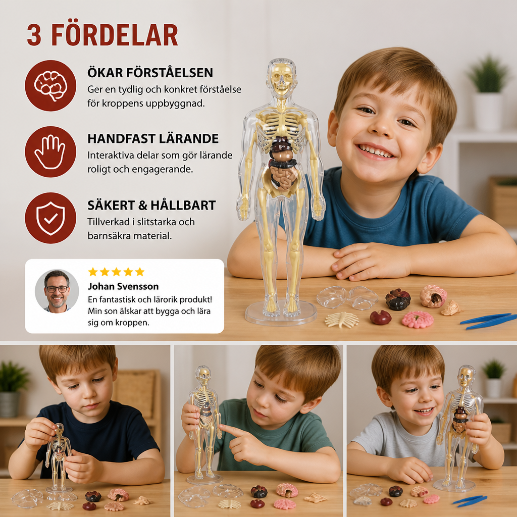 STEM-inlärningskit för människokroppens anatomi med en modell av organ att montera själv